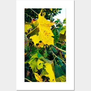 Beautiful Yellow Fall leaves Posters and Art